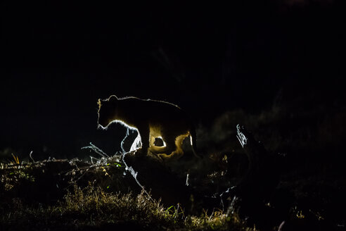 Botswana, Tuli Block, Silhouette eines Löwenjungen bei Nacht - SRF00881