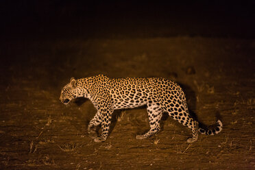 Botswana, Tuli Block, laufender Leopard bei Nacht - SRF00882