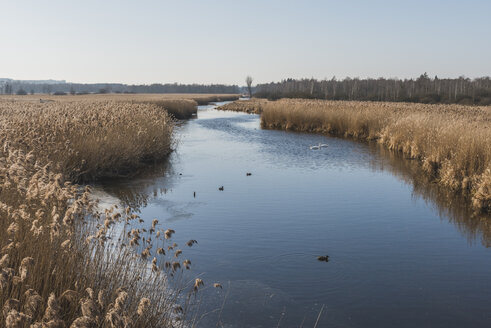 Deutschland, Bad Buchau, Federsee - KEBF00536