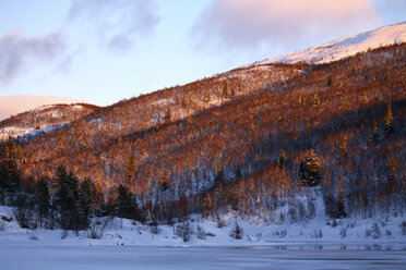 Norway, Telemark, Tinnsja lake and forest in winter - DSGF01544