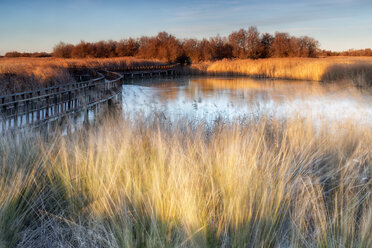 Spanien, Daimiel, Nationalpark Tablas de Daimiel - DSGF01576