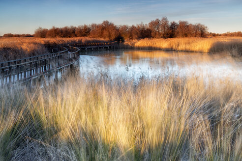 Spanien, Daimiel, Nationalpark Tablas de Daimiel - DSGF01576