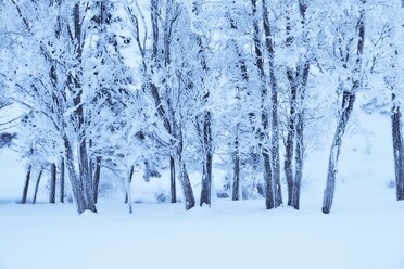 Austria, Tyrol, trees in winter - MRF01711