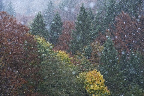 Deutschland, Bayern, Schneefall auf Wald im Winter, lizenzfreies Stockfoto