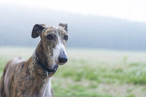 Greyhound on a meadow - SKCF00266