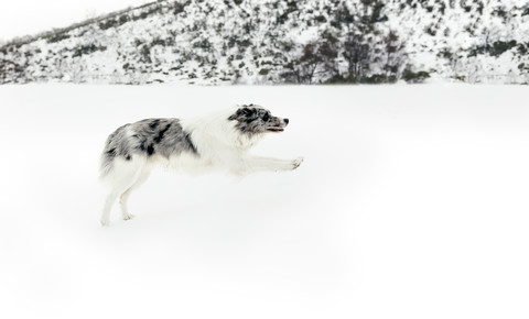 Hund läuft und springt im Schnee, lizenzfreies Stockfoto