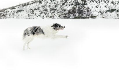 Hund läuft und springt im Schnee - MGOF03030