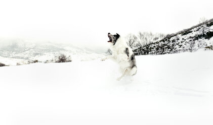 Hund läuft und springt im Schnee - MGOF03032