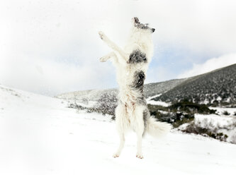 Hund läuft und springt im Schnee - MGOF03054