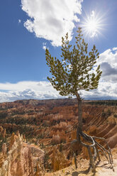 USA, Utah, Bryce Canyon National Park, Baum und Hoodoos im Amphitheater, vom Rim Trail aus gesehen - FOF08982