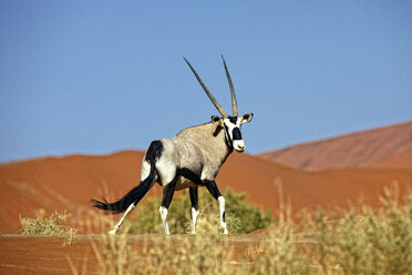 Namibia, Gemsbock in typischem Wüstenhabitat - DSGF01579