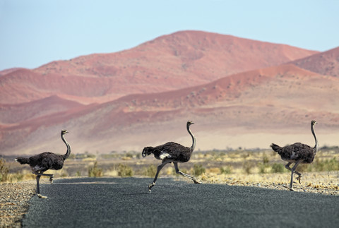 Namibia, Etosha-Nationalpark, drei wilde männliche Strauße überqueren eine Straße, lizenzfreies Stockfoto