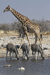 Namibia, Etosha-Nationalpark, Giraffe und Zebras trinken an einem Wasserloch - DSGF01586