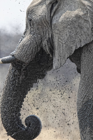Namibia, Etosha-Nationalpark, Elefant an einem Wasserloch, lizenzfreies Stockfoto