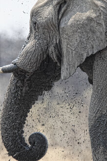 Namibia, Etosha-Nationalpark, Elefant an einem Wasserloch - DSGF01589