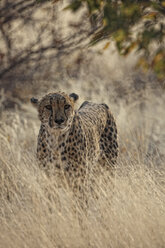 Namibia, Porträt eines Geparden - DSGF01591