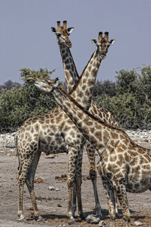 Namibia, Etosha-Nationalpark, drei Giraffen - DSGF01597