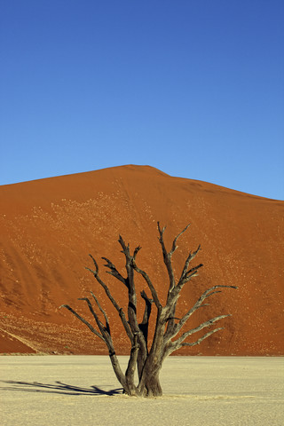 Namibia, Namib-Naukluft Park, Dead Vlei, toter Baum vor Wüstendüne, lizenzfreies Stockfoto