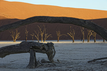 Namibia, Namib-Naukluft Park, Dead Vlei, dead trees in front of desert dune - DSGF01603