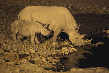 Namibia, zwei Breitmaulnashörner an einem Wasserloch bei Nacht - DSGF01607