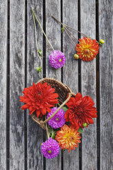 Weidenkorb mit bunten Dahlienblüten auf Holz - GWF05023