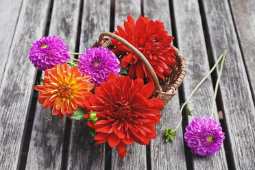 Weidenkorb mit bunten Dahlienblüten auf Holz - GWF05024