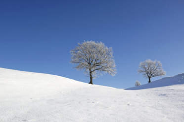 Deutschland, Pfaffenwinkel, frostbedeckte Bäume in Winterlandschaft - LHF00519