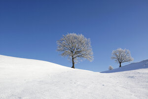 Germany, Pfaffenwinkel, frost-covered trees at winter landscape - LHF00519
