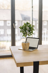 Potted plant on laptop on table - KNSF01158