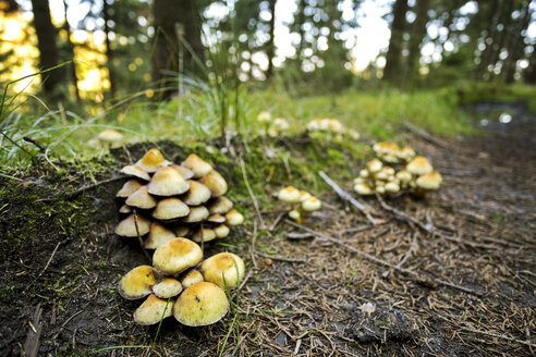 Czech Republic, Jetrichovice, mushroom in forest - FPF00128