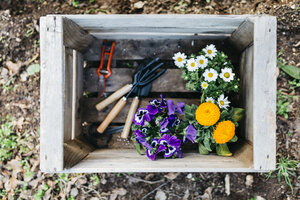 Blumen und Gartengeräte in einer Kiste im Garten - JRFF01258