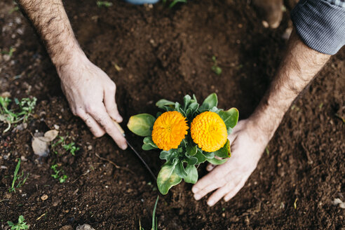 Mann pflanzt Blumen in seinem Garten - JRFF01262