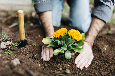 Mann pflanzt Blumen in seinem Garten, lizenzfreies Stockfoto