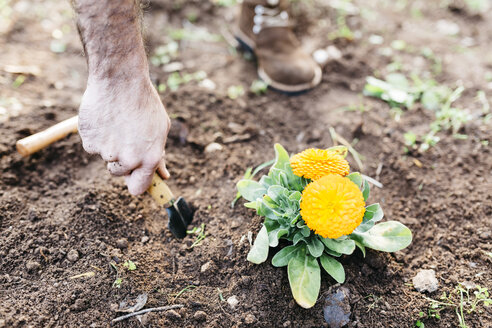 Mann pflanzt Blumen in seinem Garten - JRFF01271