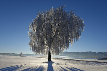 Germany, Bavaria, Pfaffenwinkel, frost at a tree near Steingaden - LBF01584