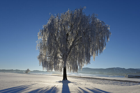 Deutschland, Bayern, Pfaffenwinkel, Frost an einem Baum bei Steingaden - LBF01584