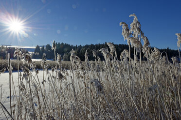 Germany, Bavaria, Illasberg, shore grass at Forggensee in winter - LBF01588