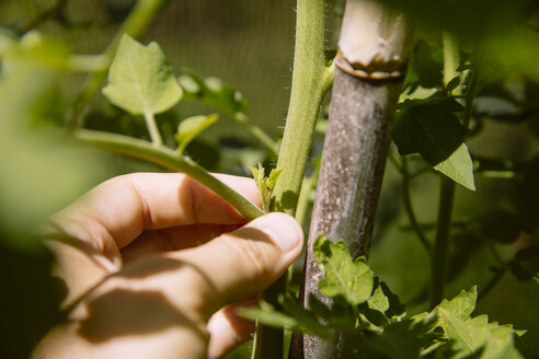 Ausstechen der Seitentriebe einer Tomatenpflanze - AIF00426