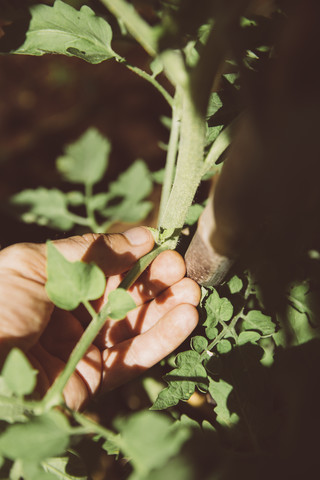 Ausstechen der Seitentriebe einer Tomatenpflanze, lizenzfreies Stockfoto
