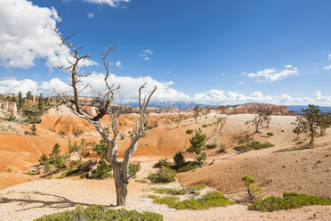 USA, Utah, Bryce Canyon National Park, Hoodoos und kahler Baum am Navajo Loop Trail - FOF09022