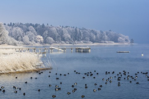 Germany, Bavaria, birds on Chiemsee in winter stock photo
