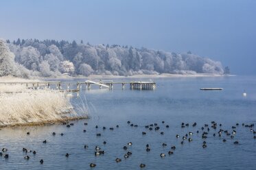 Germany, Bavaria, birds on Chiemsee in winter - THAF01898