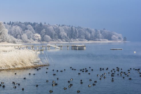 Deutschland, Bayern, Vögel am Chiemsee im Winter - THAF01898
