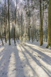 Germany, Bavaria, winter forest near Chiemsee - THAF01907