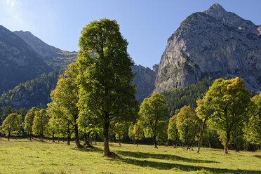 Österreich, Tirol, Bäume vor dem Karwendelgebirge im Herbst - LBF01593