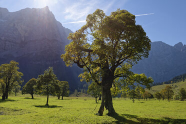 Austria, Tyrol, trees in front of Karwendel Mountains in autumn - LBF01594