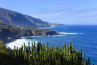 Spain, Canary Islands, Tenerife, Los Realejos, Punta del Guindaste, Canary Island Spurge - SIEF07344