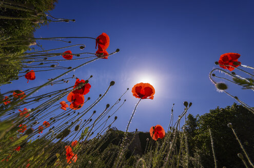 Mohnblumen im Sonnenlicht - SMAF00722