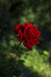 Rote Rose im Garten - HSTF00045