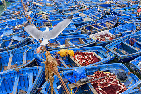 Marokko, Essaouira, blaue Fischerboote im Hafen - DSGF01623